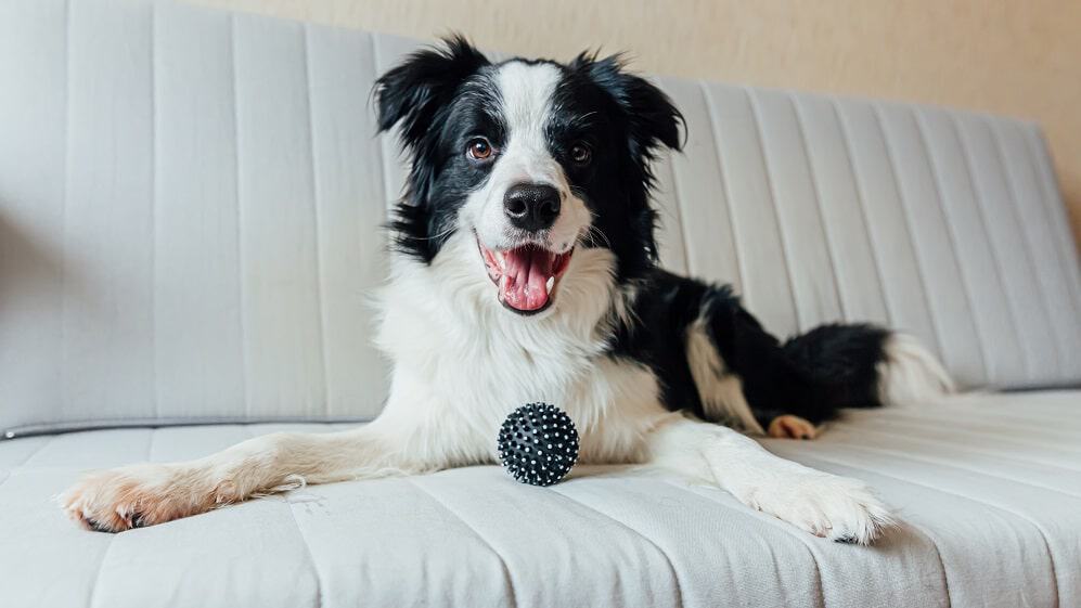 cachorro border collie