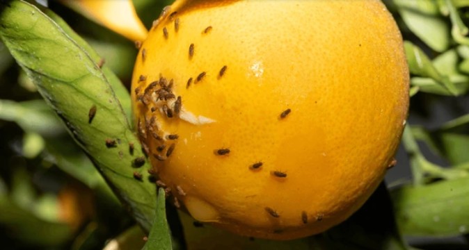 diversas moscas de fruta em um limão siciliano