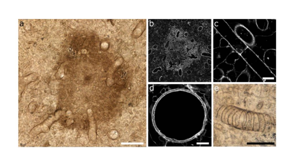 Prototaxites