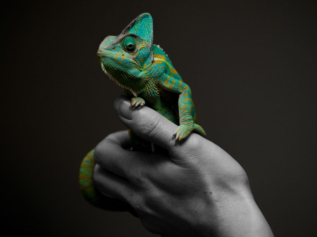 Camaleão em cima de uma mão humana