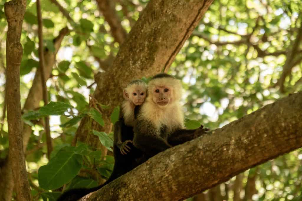 Fauna Costa Rica