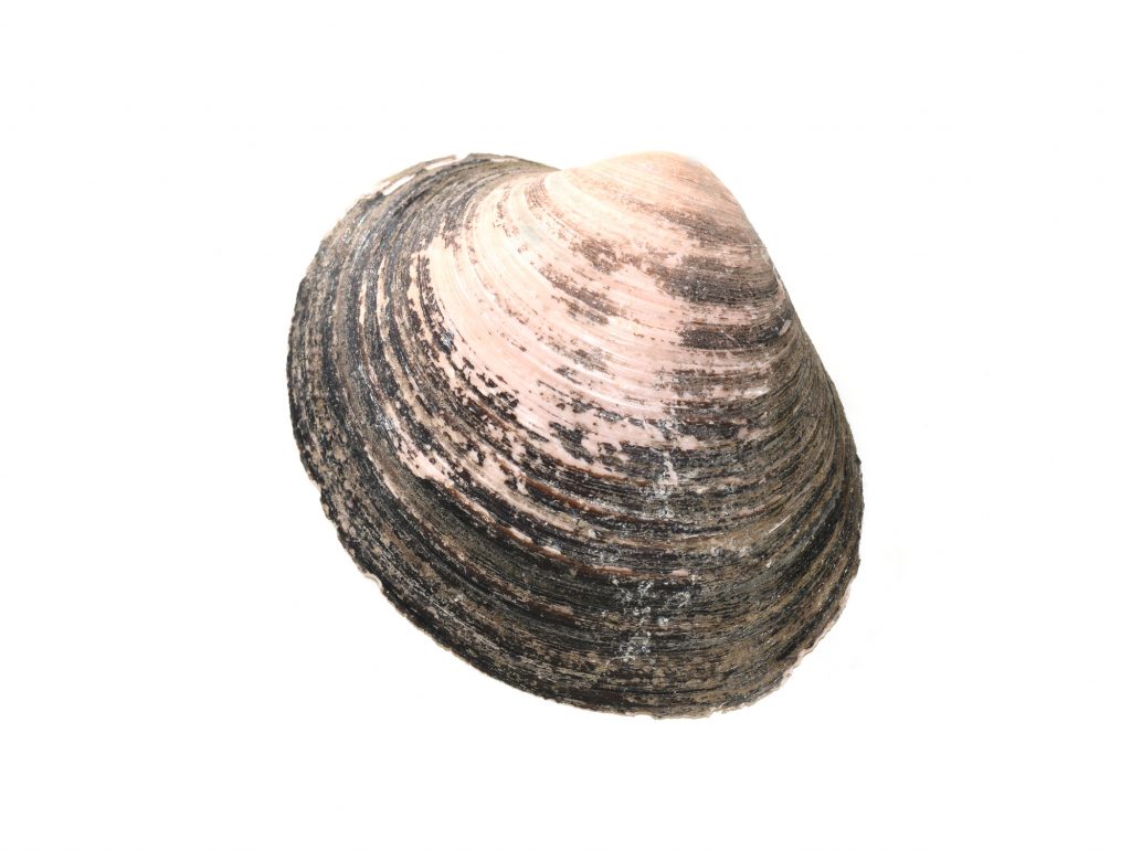 Arctica islandica