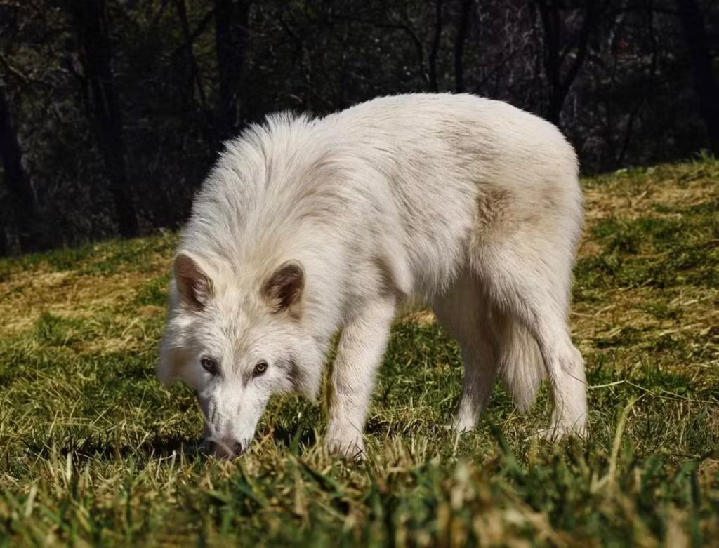 Cientistas "ressuscitam" lobos de "Game of Thrones"