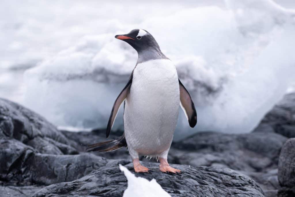 pinguim