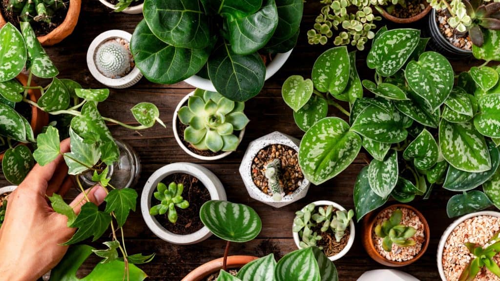 mesa com diversos vasos de plantas diferentes