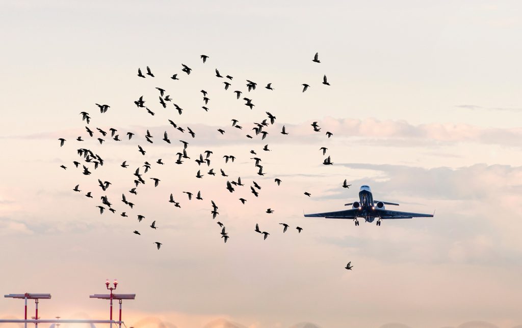 avião cercado por aves