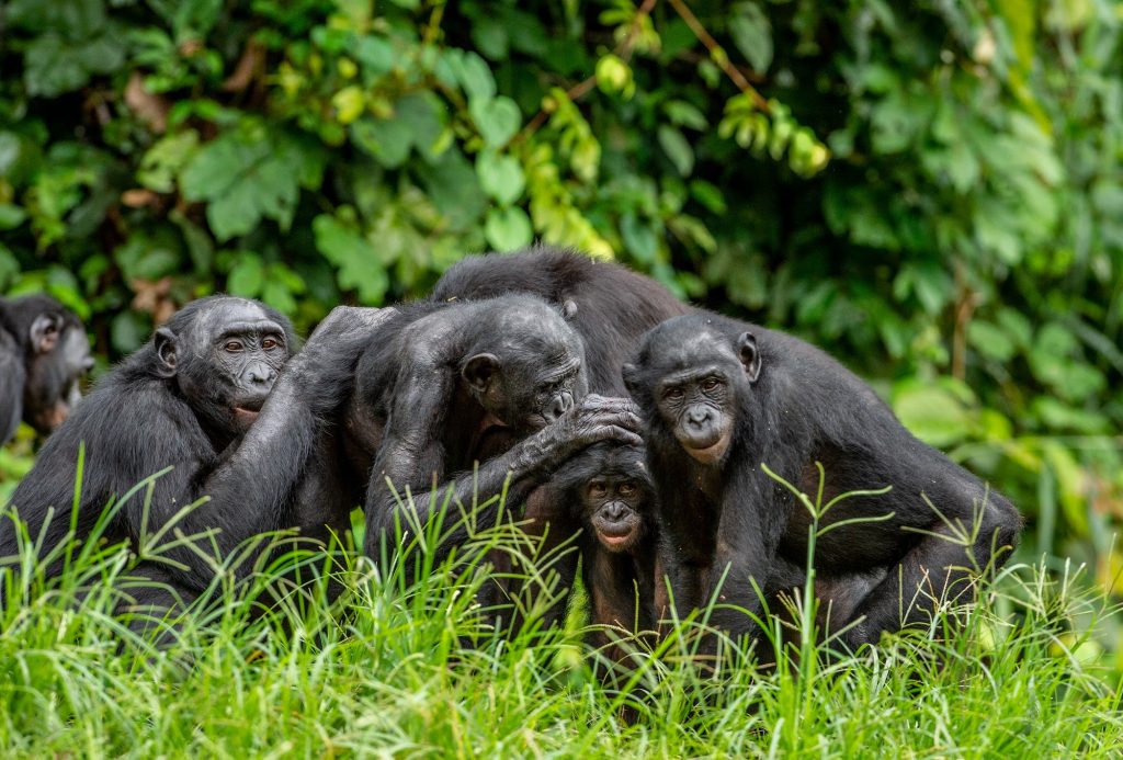 grupo de bonobos