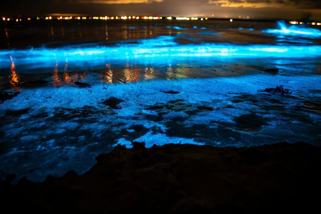 água da praia brilhando devido a bioluminescência de dinoflagelados.