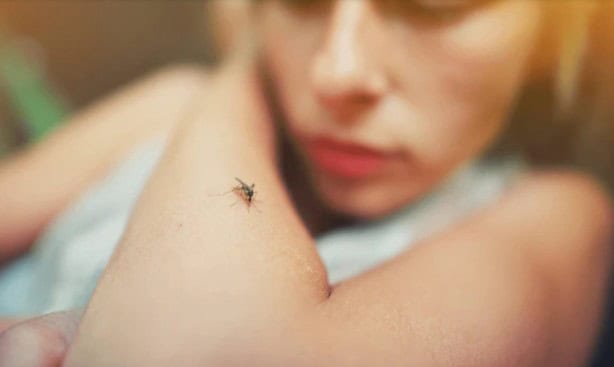 mulher com mosquito em seu braço
