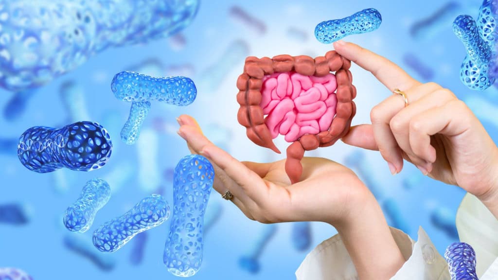 Intestino nas mãos. Microbioma do sistema digestivo. Tratamento probiótico. Células probióticas para a imunidade. Saúde digestiva. Estudando a ação dos probióticos. Microflora do trato intestinal