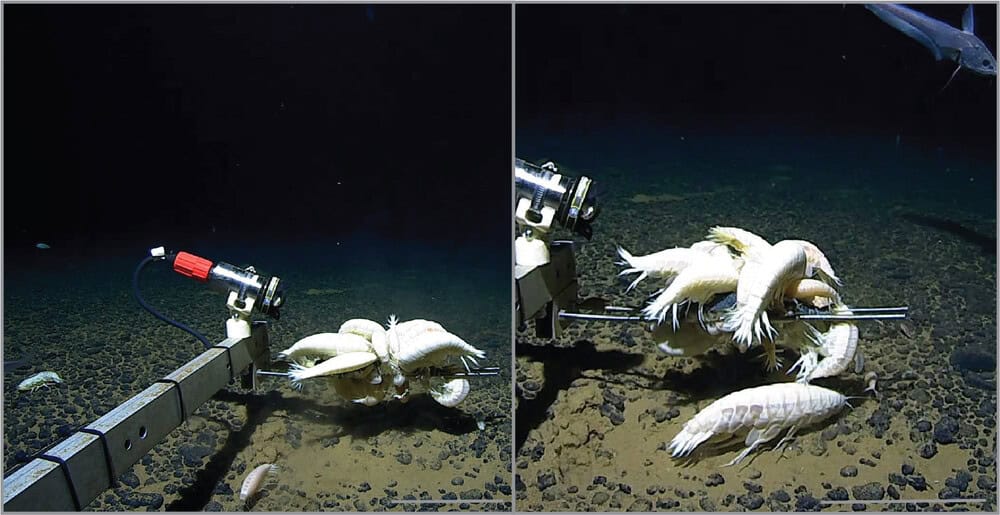 Anfípode gigante sobre câmeras submarinas