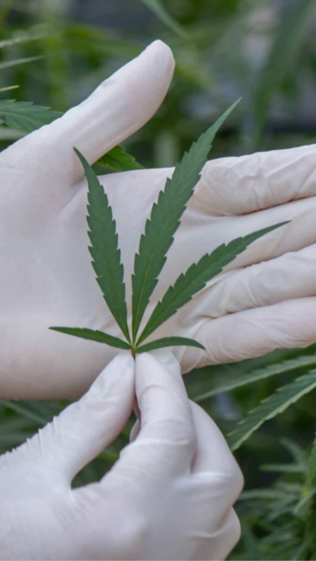 Cannabis