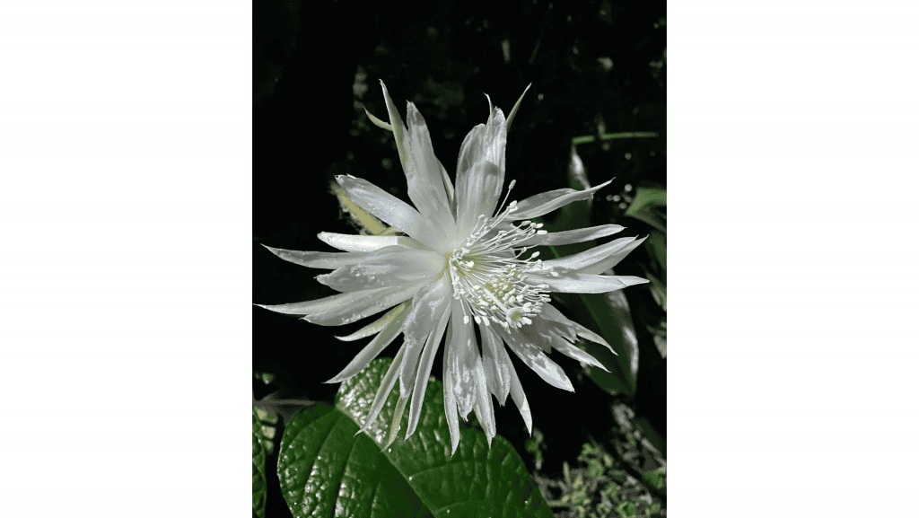 imagem mostra a flor da lua capturada no meio da floresta amazonica à noite