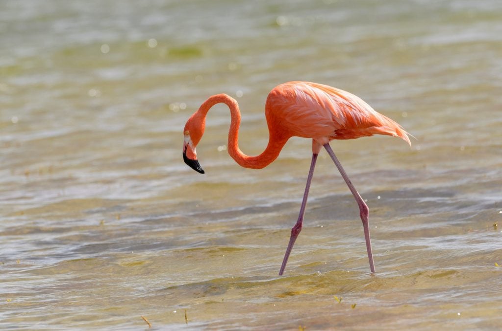 Flamingo