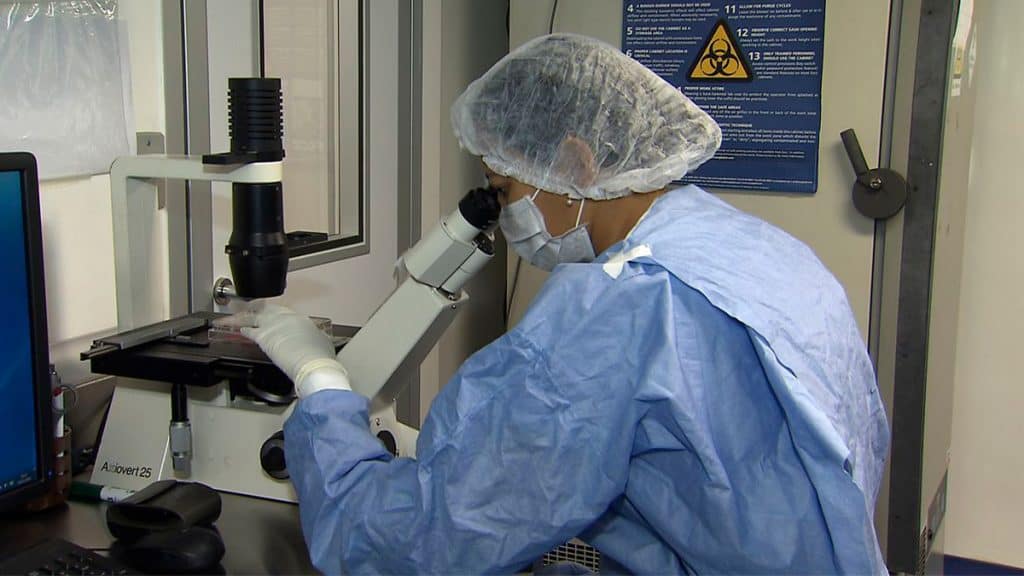 Cientista analisando células-tronco em microscópio