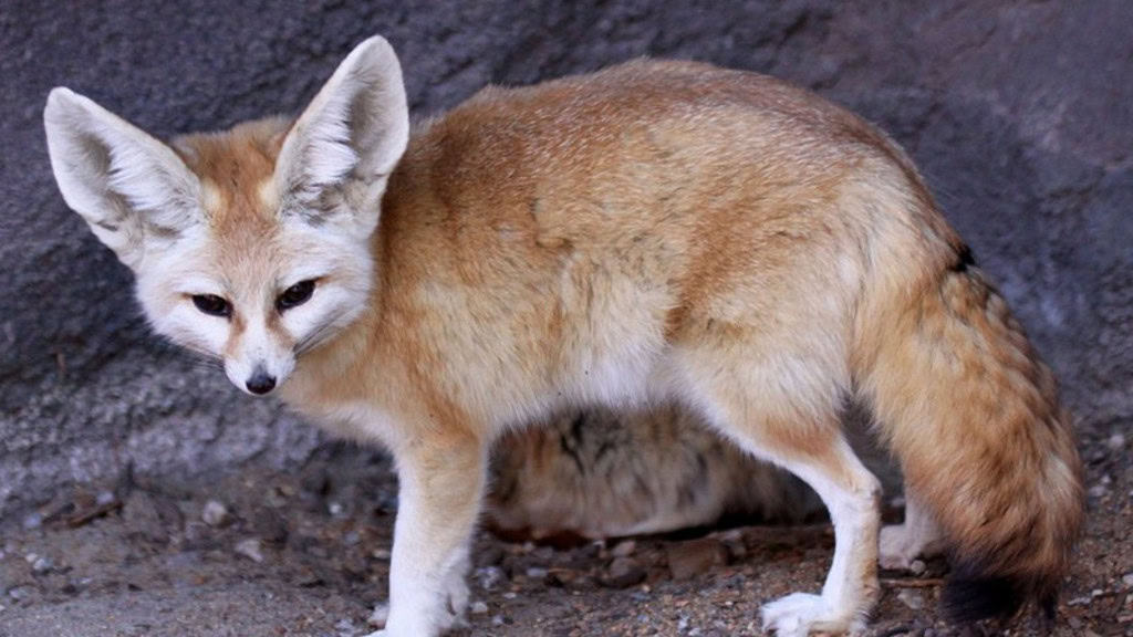 Feneco