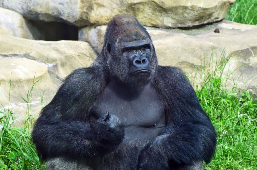 Imagem mostra gorila sentado em zoológico