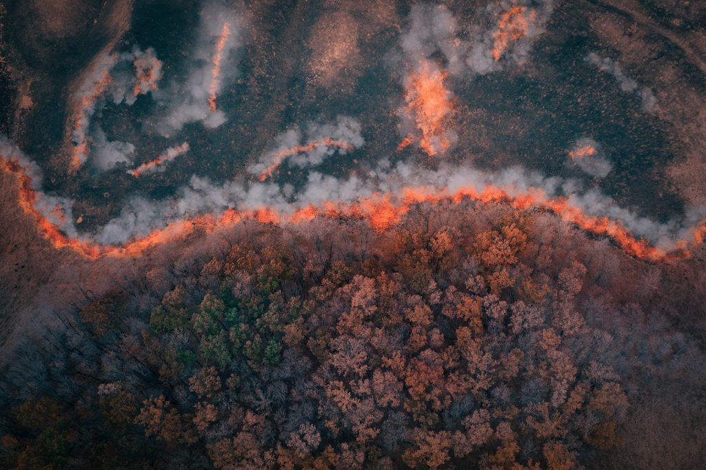 incêndio florestal fogo terra