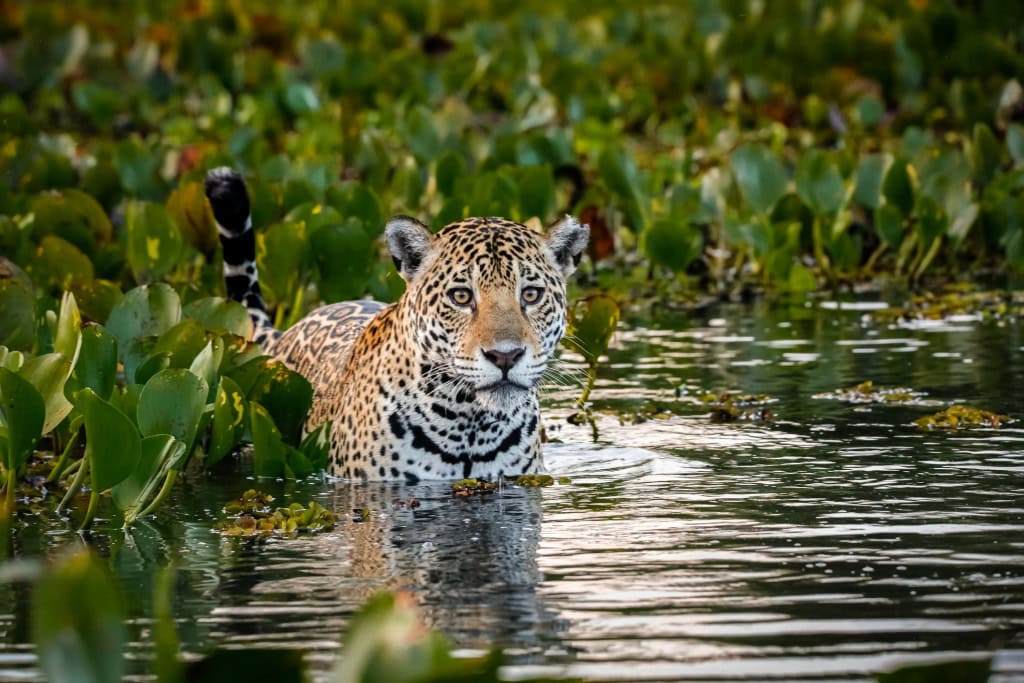Onça-pintada em meio ao pantanal brasileiro
