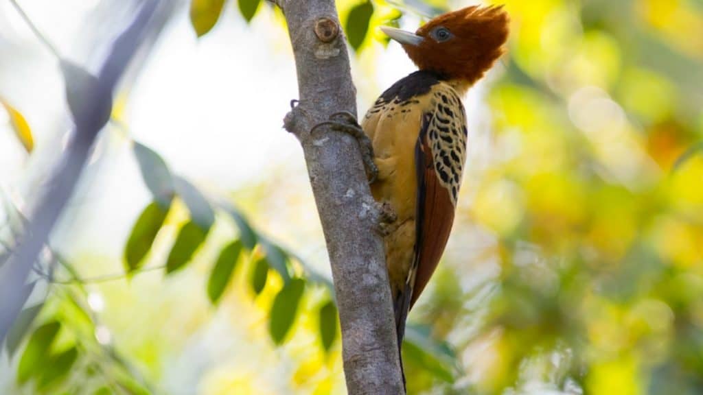 Pica-pau-da-taboca (*Celeus obrieni*), uma espécie rara e emblemática do Cerrado.