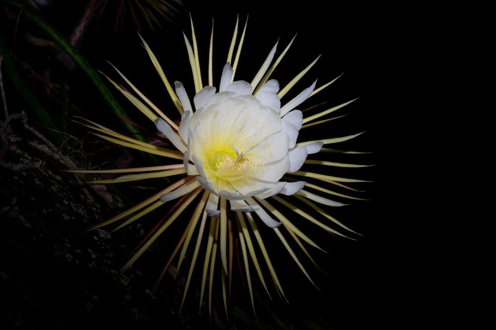 imagem mostra flor da lua: uma flor típica da amazônia. ela é branco, com regiões pontiagudas fofas ao toque