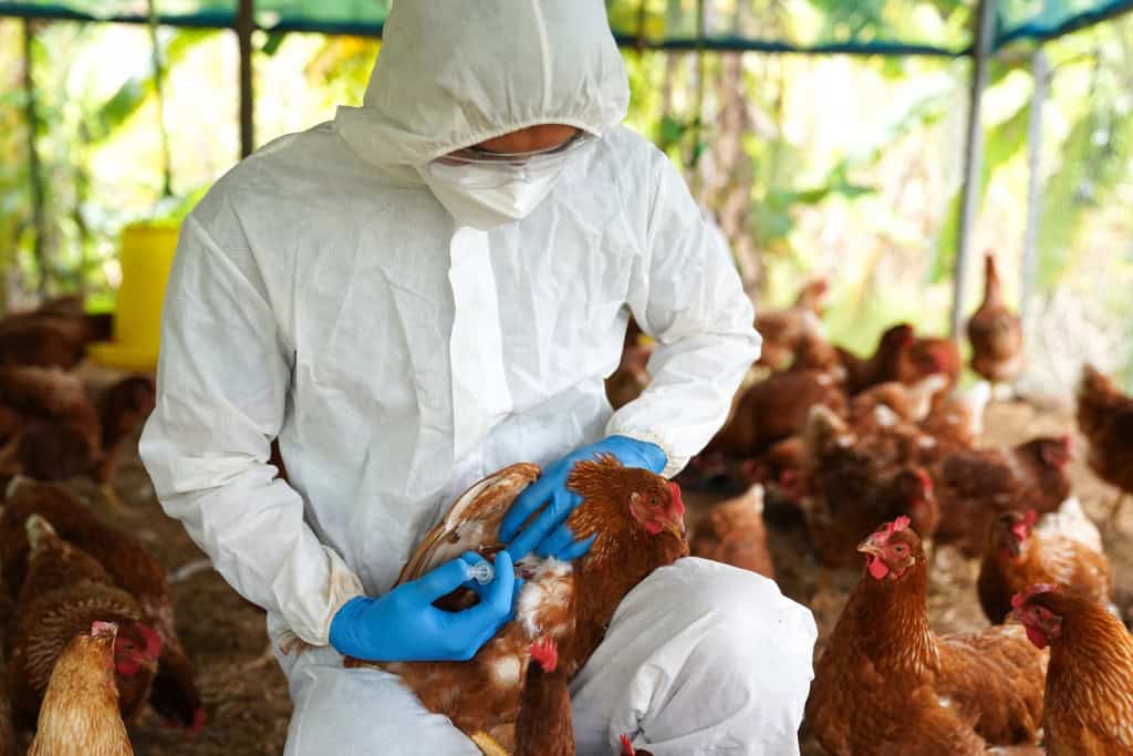 Veterinário com galinhas, em uma granja.