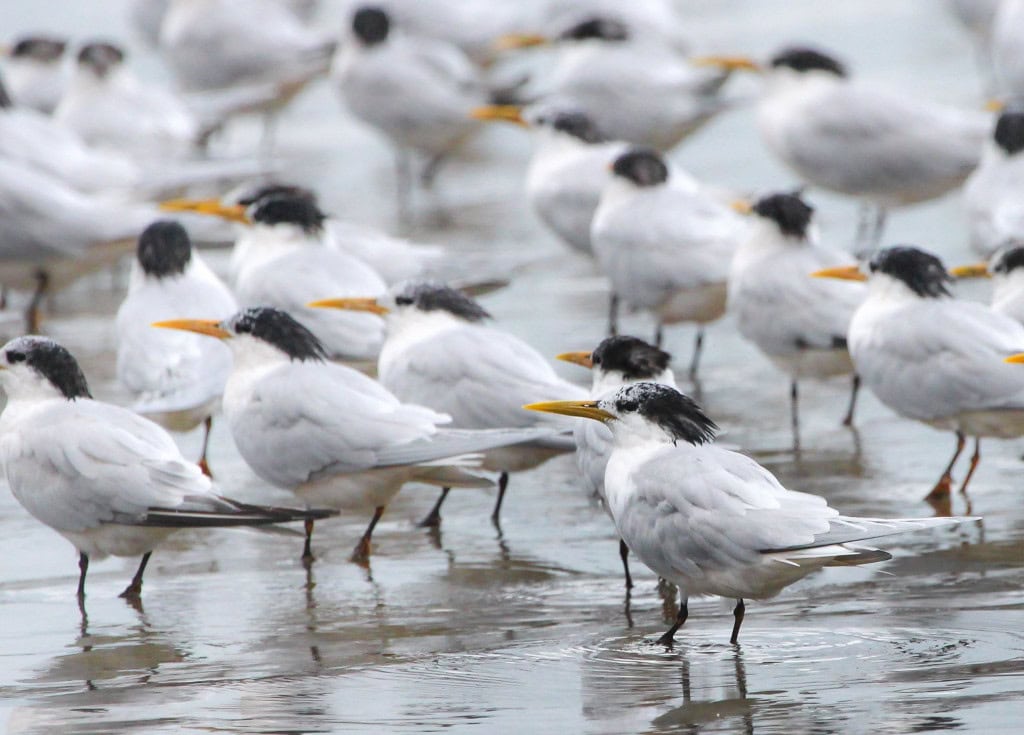 Trinta-réis-real (Thalasseus acuflavidus) em praia