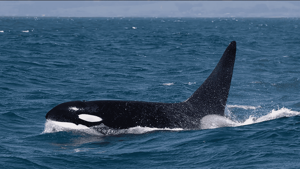 baleia-orca