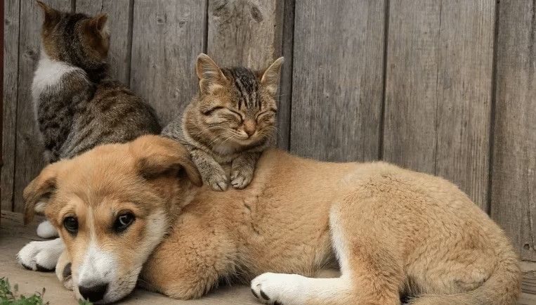 Gato dormindo em cima de cachorro deitado que olha para a câmera que tirou a foto