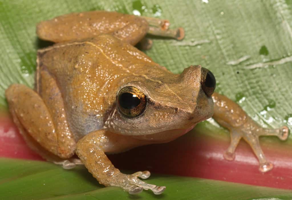 Rã coqui de cor amarela sobre uma folha verde em meio à vegetação, fotografada à noite.