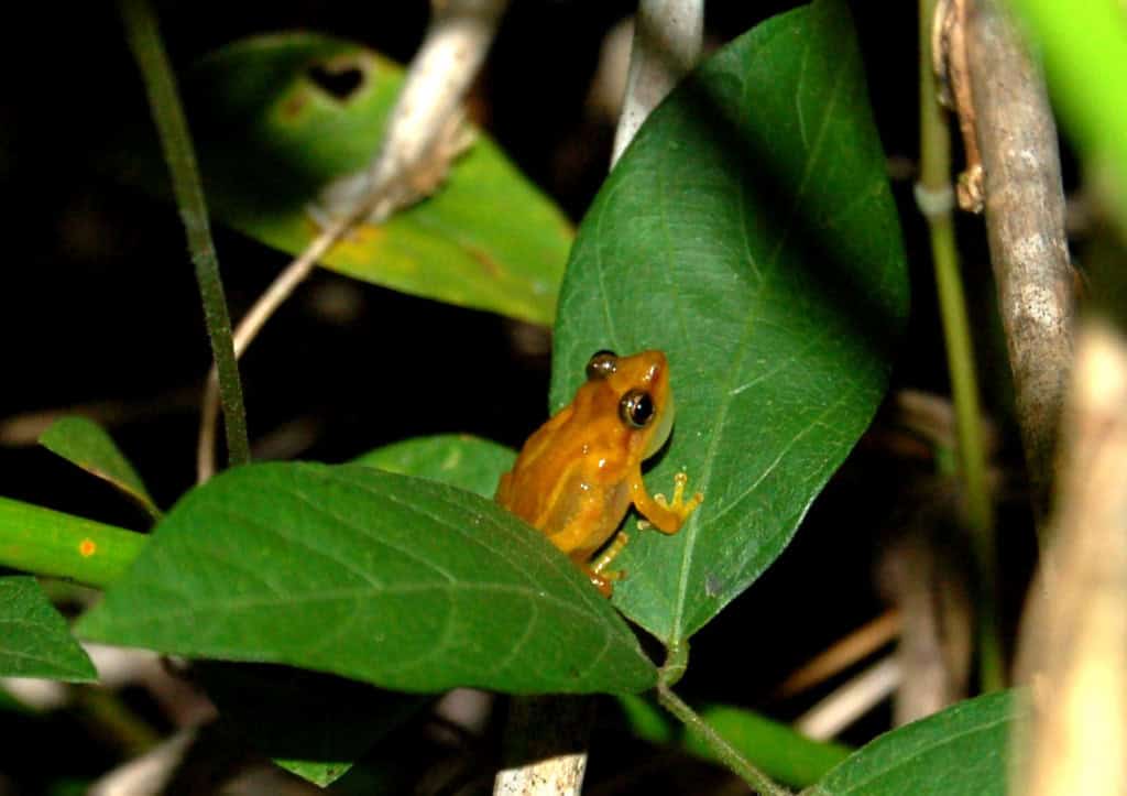 Rã coqui de cor amarela sobre uma folha verde em meio à vegetação, fotografada à noite.