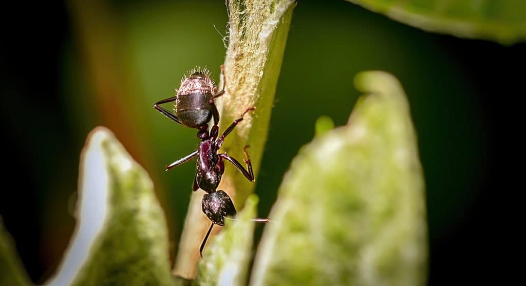 Foto de formiga subindo em planta