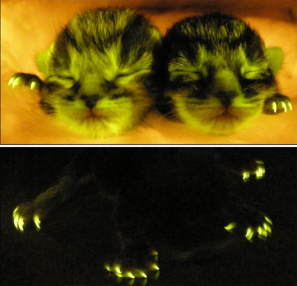 Os filhotes da primeira geração de gatos brilhantes herdou as características genéticas modificadas.
