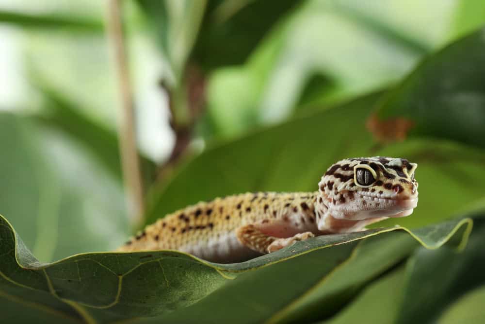 Foto de uma lagartixa em cima da folha