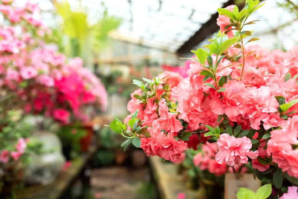 Azaleia (Rhododendron simsii)
