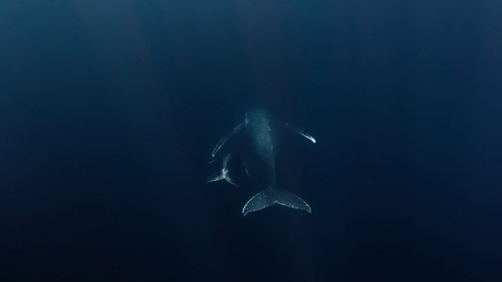 Baleia nadando ao lado do seu filhote no oceano