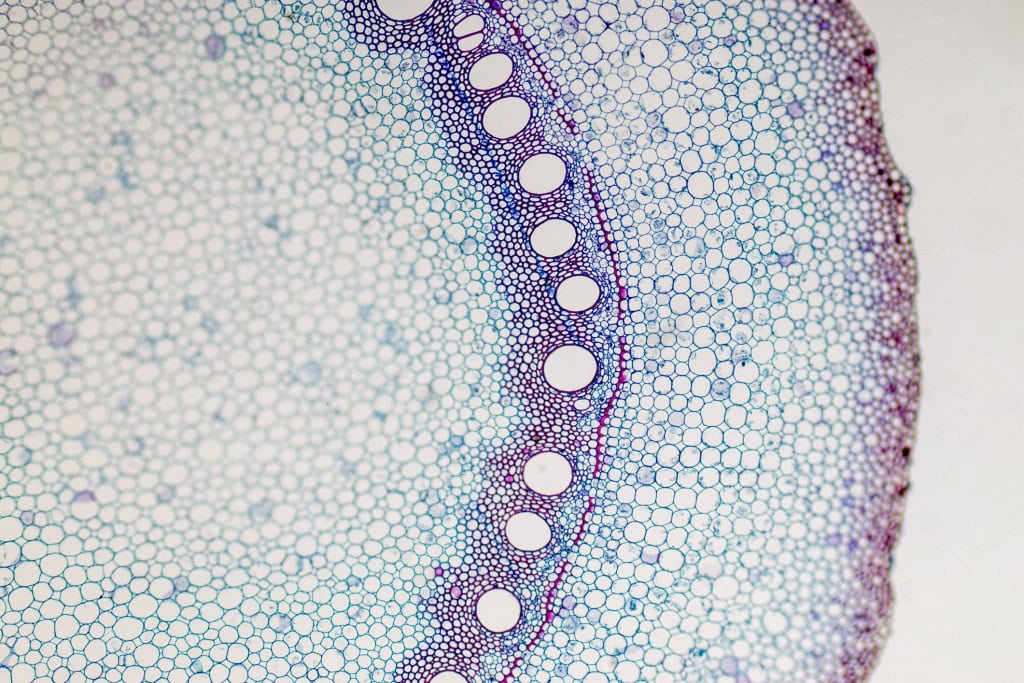 Caule de planta visto no microscópio