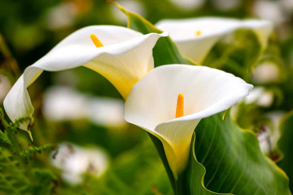 Copo-de-leite (Zantedeschia aethiopica)