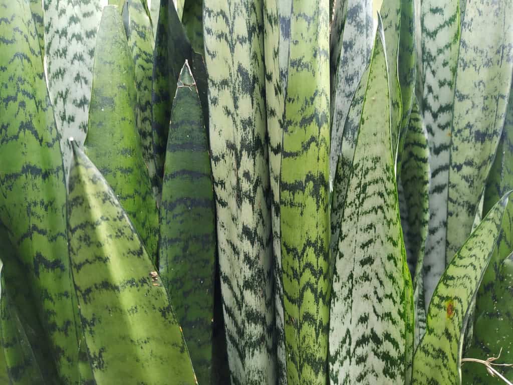 Espada-de-São-Jorge (Dracaena trifasciata)