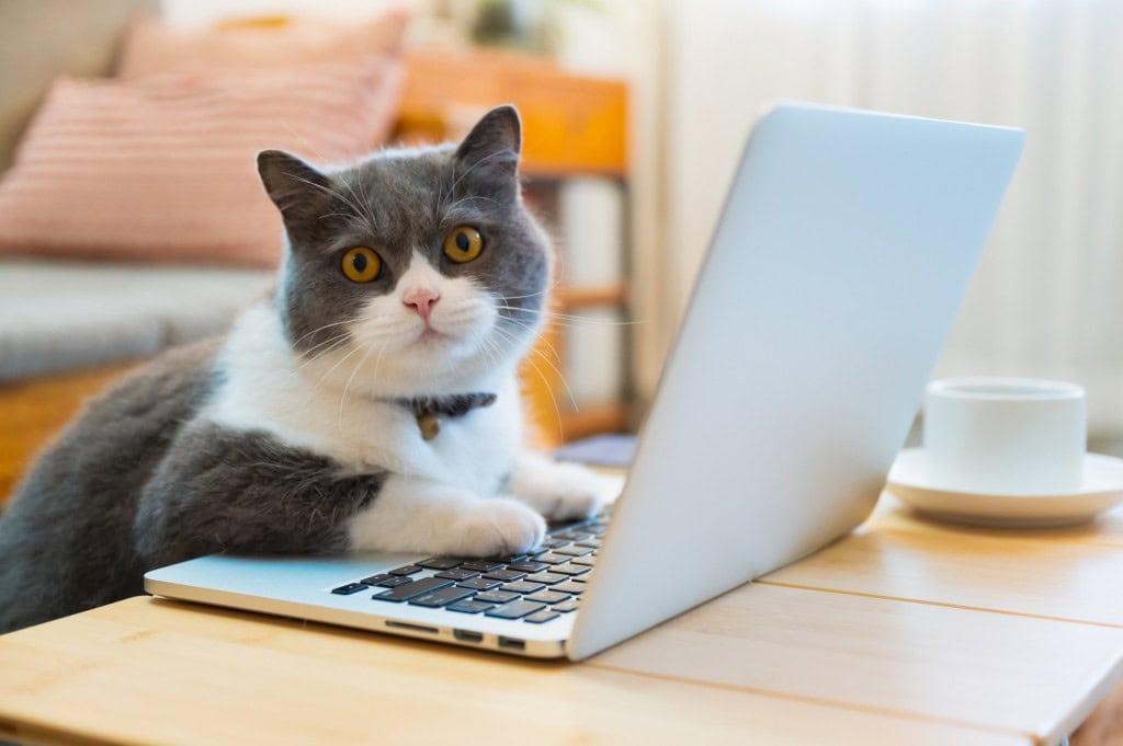 Gato escrevendo em notebook