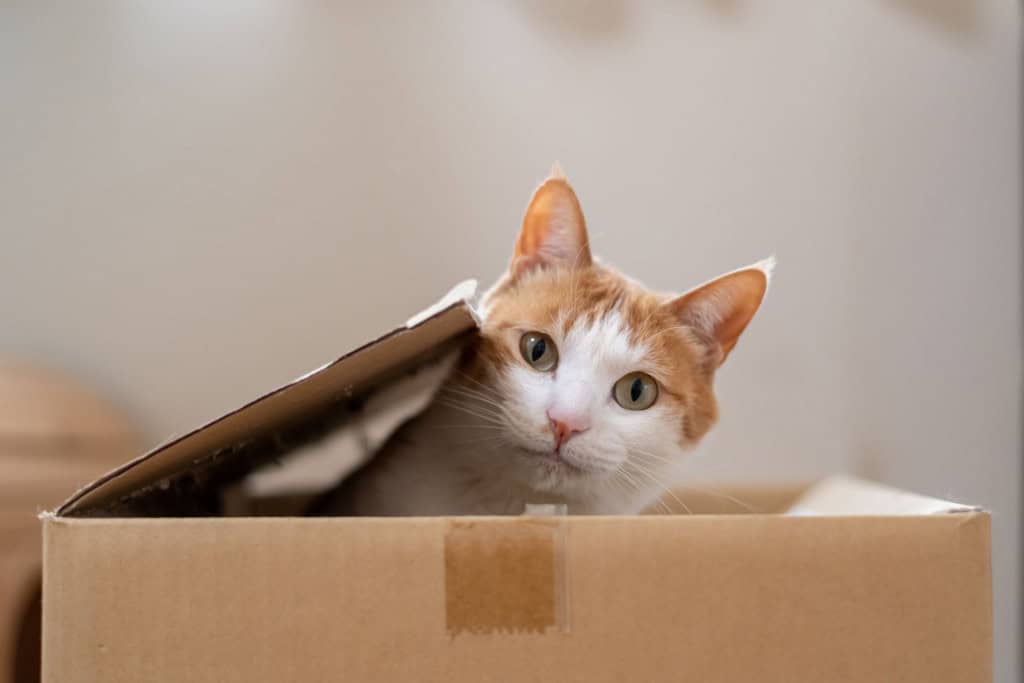 gatos