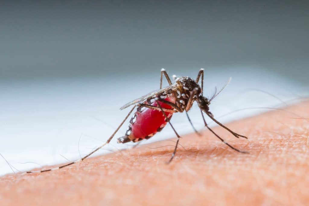 Mosquito da dengue com a barriga cheia de sangue, pousado no corpo humano e se alimentando