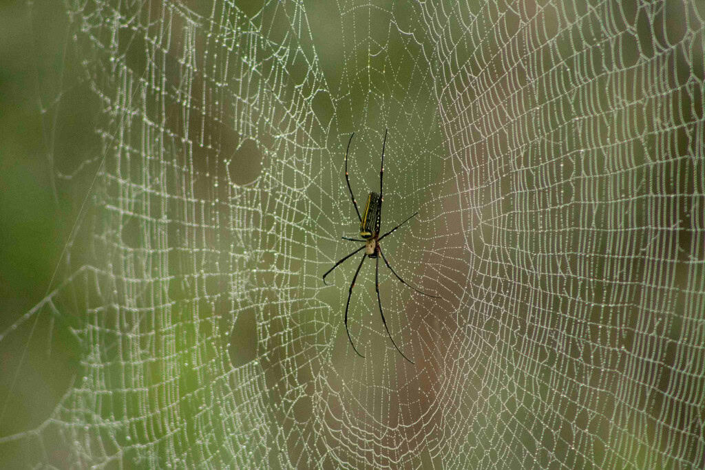 Registro de uma aranha nephila philips em sua teia em Tamil Nadu, na Índia