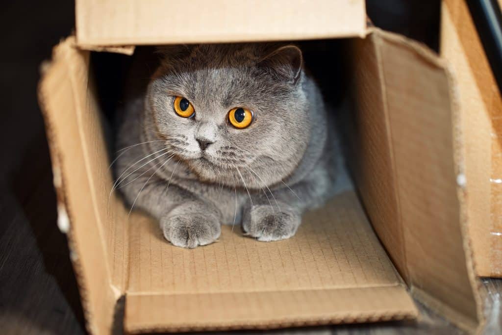 A,Cat,In,A,Cardboard,Box