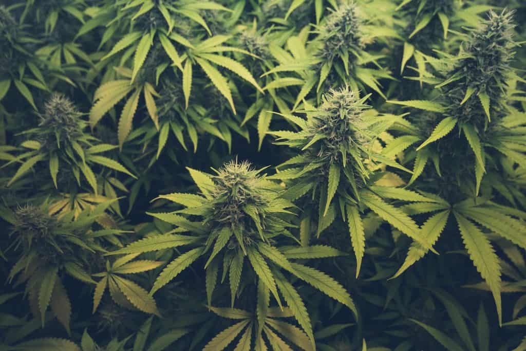 Maconha Cannabis