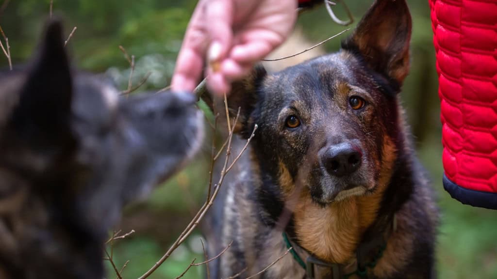 Dois cães aparecem na imagem: um está em foco olhando atento para a câmera, enquanto o outro está desfocado ao fundo recebendo o gesto de uma mão humana. Ambos estão em um ambiente externo com vegetação.