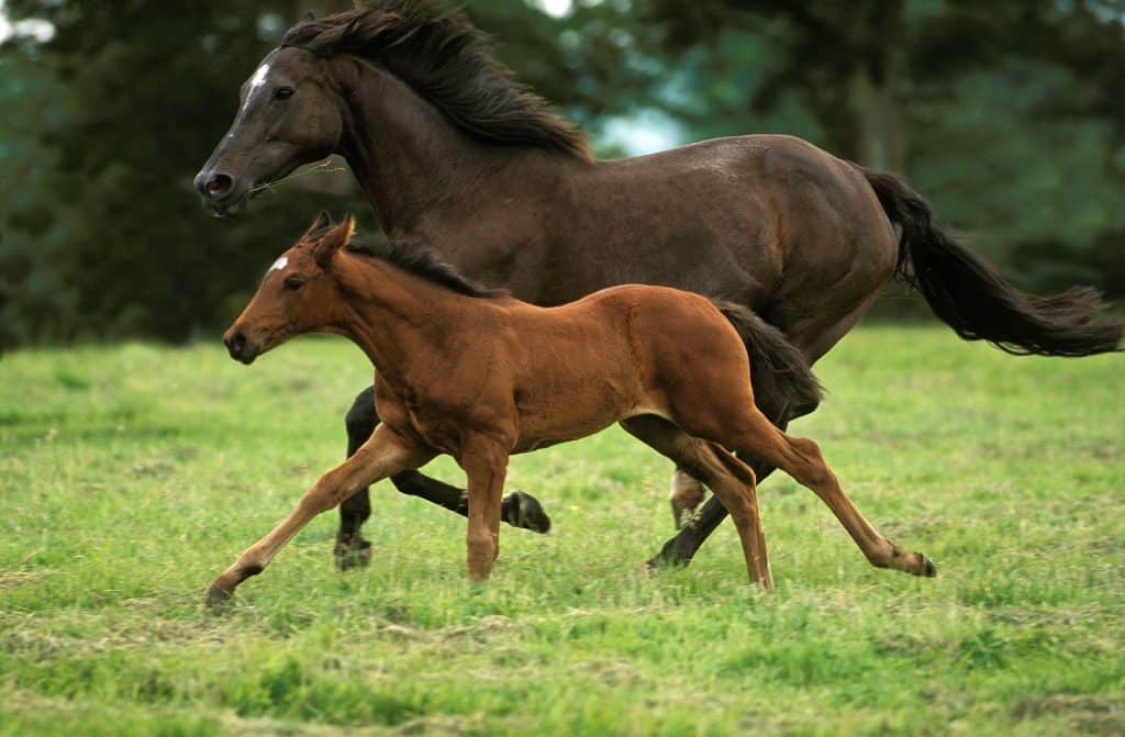 Cavalo-puro-sangue-inglês correndo com potro, é um dos animais mais rápidos do mundo