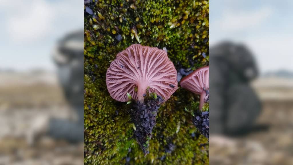 Foto de cogumelo rosado, descoberto por cientistas brasileiros, crescendo no solo da Antártica