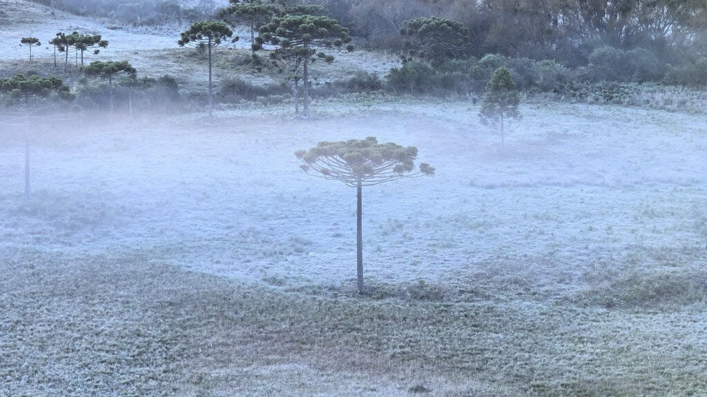 Vegetação coberta de branco durante geada em dia frio no Rio Grande do Sul