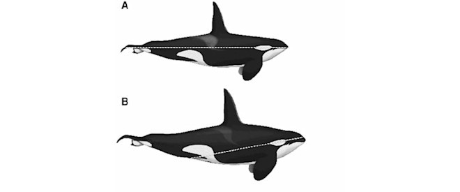 Pesquisadores classificaram diferentes alinhamentos da mancha ocular.